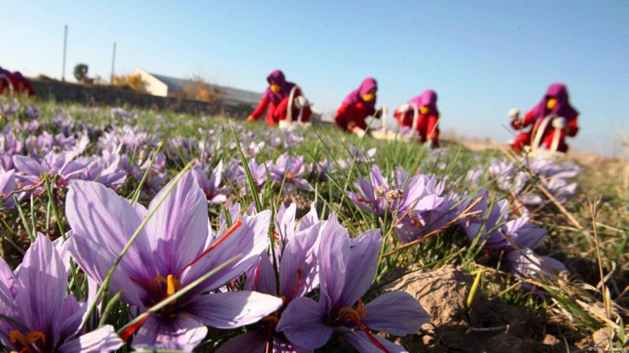 اتحادیه زعفران افغانستان: بیش از ۵۰ هزار زن در هرات به فرآوری زعفران مشغول هستند