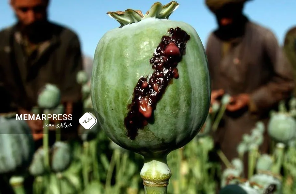 د طالبانو مشر په افغانستان کې د کوکنارو د سروې امر صادر کړ