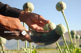 نشست هماهنگی مبارزه با مواد مخدر طالبان در کابل برگزار شد