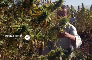 رهبر طالبان: کشت چرس مطلق ممنوع است