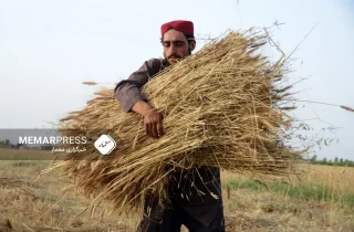 فائو: افغانستان نیازمند برنامه اظطراری است