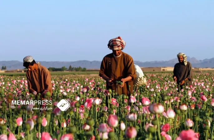 افغانستان در صدر کشورهای کشت و تولید تریاک در جهان