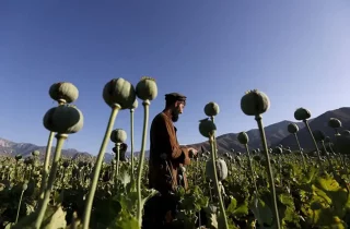 معینیت مبارزه با مواد مخدر: نمی‌گذاریم کسی کوکنار کشت و مواد مخدر قاچاق کند