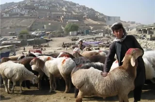 عید قربان در افغانستان