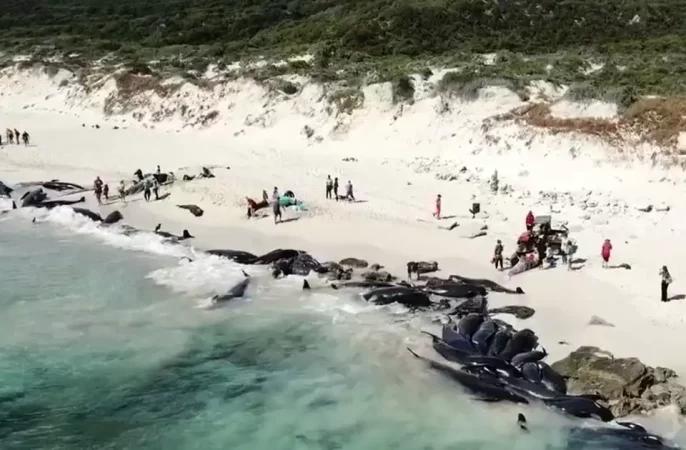 جان باختن ۵۱ نهنگ پس از به گِل نشستن دسته‌جمعی در ساحل استرالیا