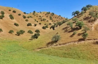 21 کشته و زخمی در پی هجوم مردم به جنگلات پسته در بادغیس
