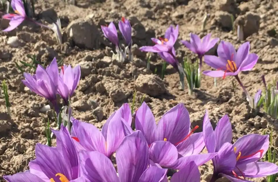 حکومت سرپرست از افتتاح یک پروژه رشد زعفران در هرات به ارزش 1.2 میلیون دالر خبر داد