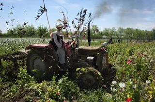 گزارش تلگراف: حکومت افغانستان موفق‌ترین عملیات ضد مواد مخدر تاریخ بشر را اجرا کرد