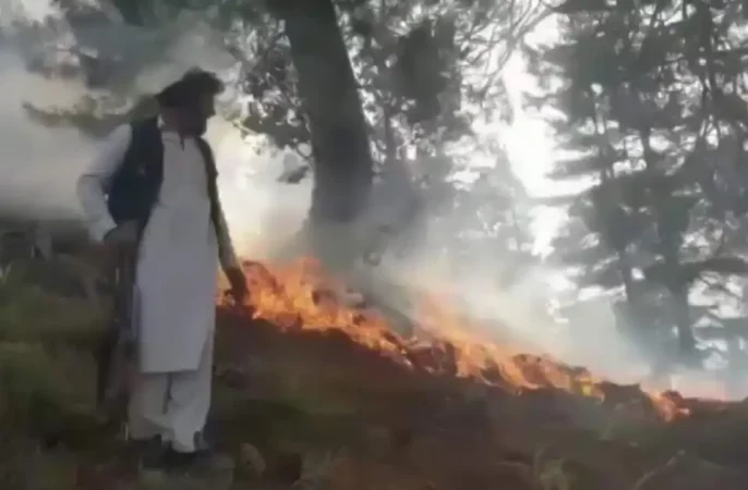 ده‌ها جریب جنگل در نورستان در آتش سوختند