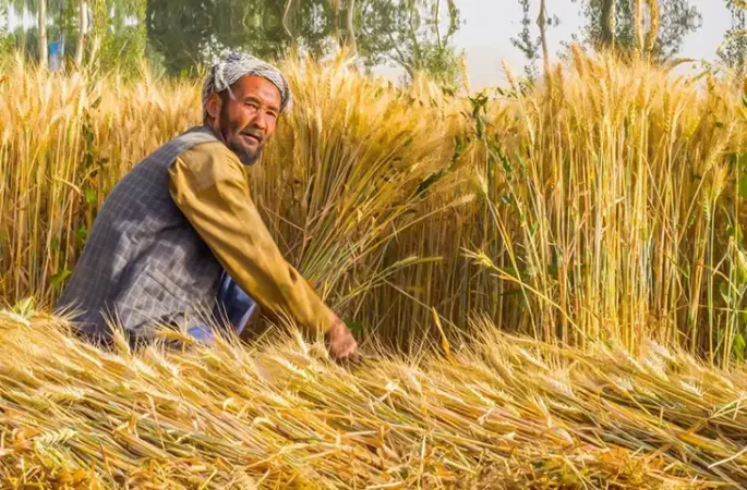 اداره‌ی احصائیه و معلومات طالبان : تولید گندم در سال جاری ۱۲ درصد افزایش یافته است