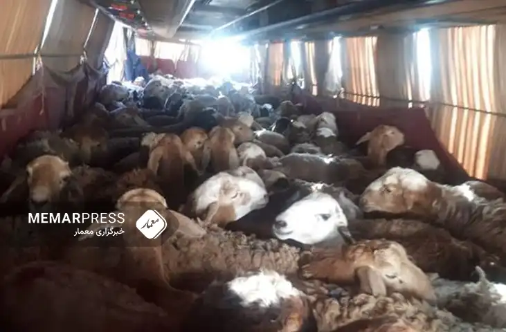 فائو: هزار و ۳۰۰ رأس مواشی در هرات بر اثر زمین‌لرزه تلف شدند