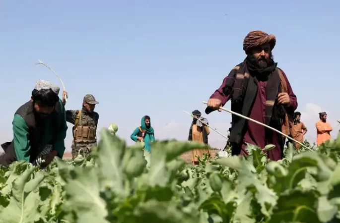 کاهش ۸۵ درصدی کشت خشخاش در افغانستان