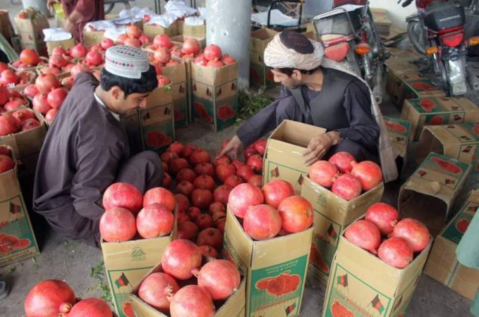 شیرینی انار در اقتصاد افغانستان ؛ عایدی ۲۰ میلیون دالری از صادرات انار در سال روان