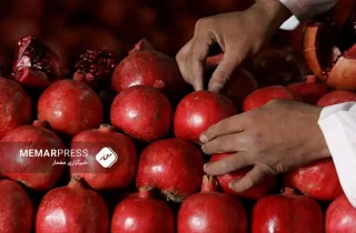 انار افغانستان در بازارهای چین