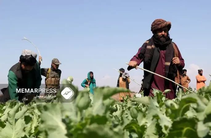 سازمان ملل از کاهش ۹۵ درصدی کشت خشخاش در افغانستان خبر داد