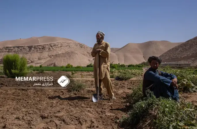 فائو برای ۴.۲ میلیون دهقان در افغانستان بذر گندم و کود توزیع می‌کند