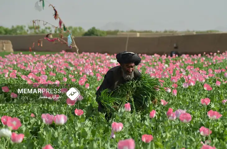 سازمان ملل: یافتن کشت جایگزین در افغانستان زمانبر و نیازمند گفتگوهای بیشتر است