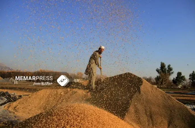 وزارت زراعت طالبان: افغانستان بیش از دو میلیون متریک تٌن گندم کمبود دارد