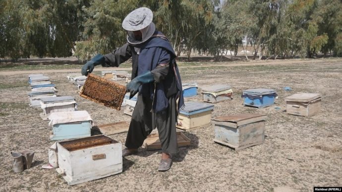 افزایش ۶۱ فیصدی تولید عسل در پنجشیر