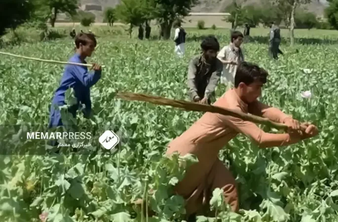 سازمان ملل: حمایت از کشت جایگزین برای معیشت کشاورزان در افغانستان حیاتی است