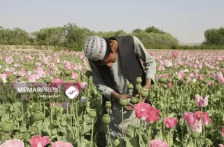 سازمان ملل از کاهش ۹۲ درصدی درآمد کشاورزان افغانستان از کشت و فروش تریاک خبر داد