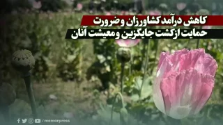 کاهش درآمد کشاورزان و ضرورت حمایت از کشت جایگزین و معیشت آنان