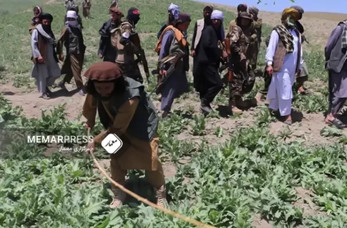 اقدامات طالبان برای جلوگیری از کشت خشخاش در افغانستان