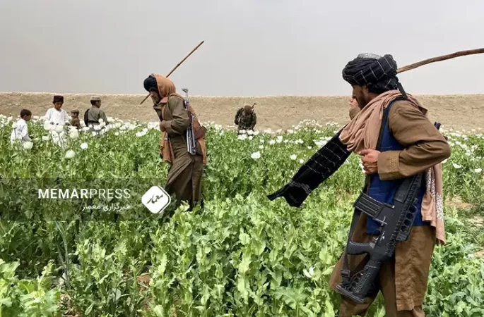 طالبان : قاچاق مواد مخدر ادامه دارد؛ اما حاکمیت به مبارزه آن ادامه می دهد