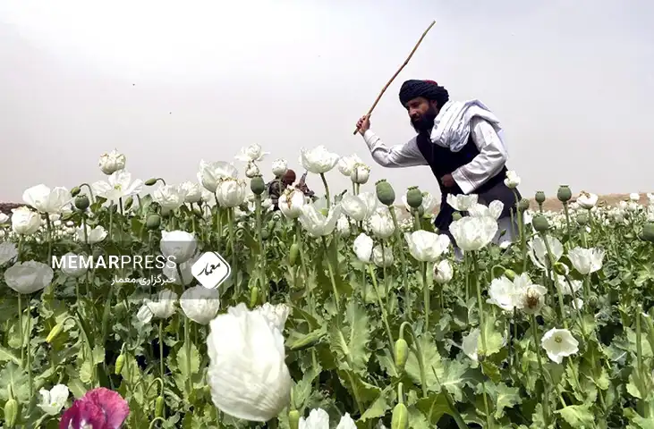 وزارت داخله طالبان از تخریب ۲۰۰ جریب زمین کشت تریاک در جنوب افغانستان خبر داد