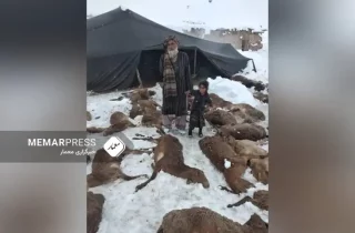 تلف شدن بیش از ۳۰ هزار مواشی در پی برف‌باری و سرما در افغانستان در هفت ولایت کشور