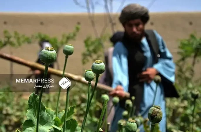 وزارت داخله طالبان خواستار همکاری سازمان ملل برای کشت جایگزین مواد مخدر در افغانستان شد