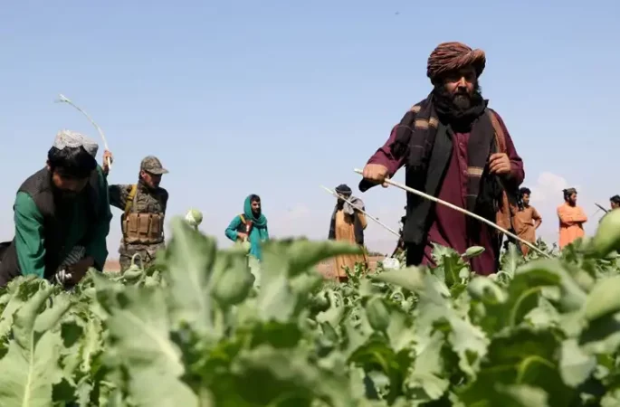 سازمان ملل از کاهش ۹۵ درصدی کشت مواد مخدر در افغانستان خبر داد