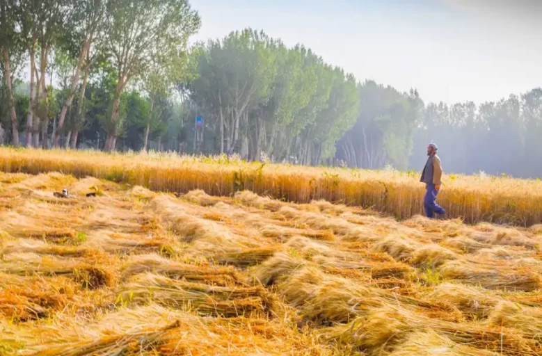 طالبان از افزایش 13 درصدی تولید گندم در افغانستان خبر داد