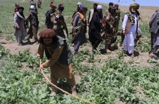 وزارت داخله طالبان : مبارزه با مواد مخدر در افغانستان آغاز شده است