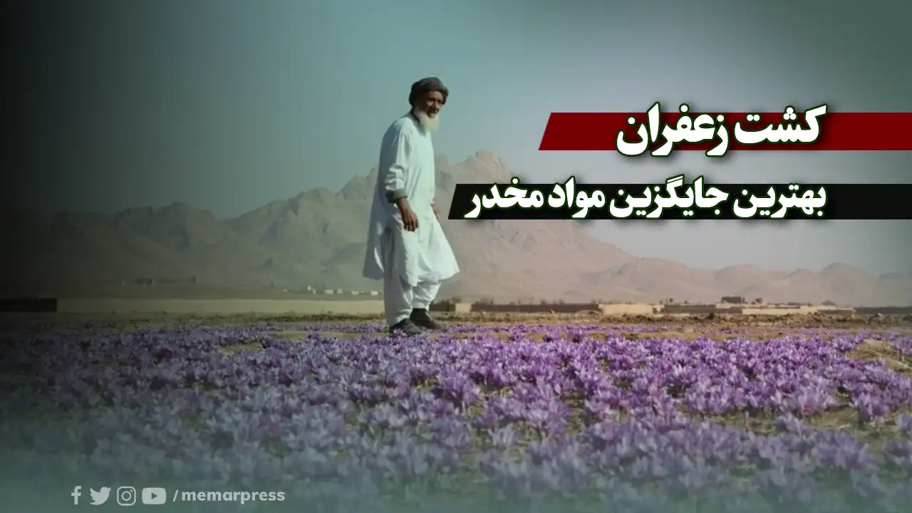 کشت زعفران، بهترین جایگزین مواد مخدر