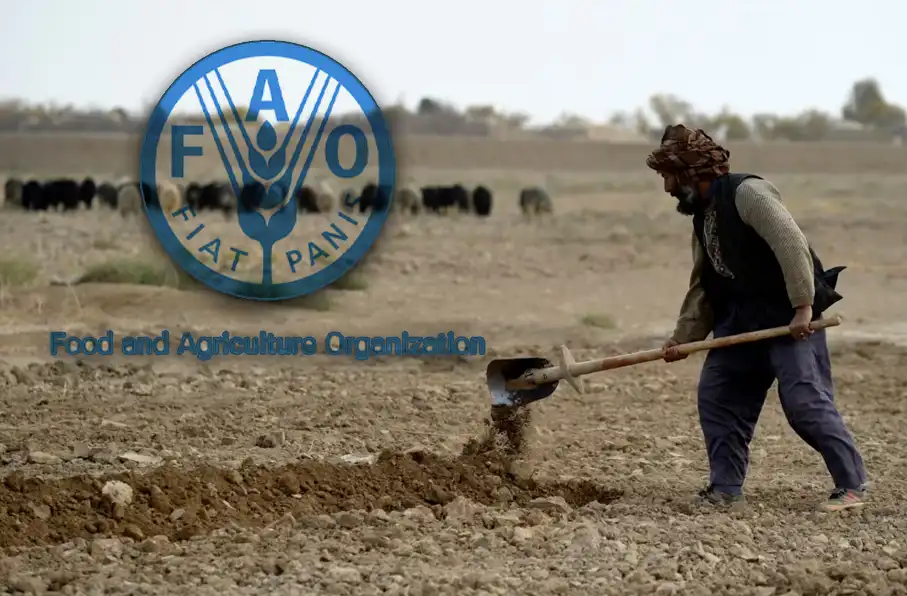 روز جهانی غذا؛ فائو: یک سوم جمعیت با گرسنگی دست و پنجه نرم میکنند