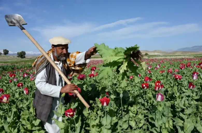 افزایش ۳۰ درصدی تولید تریاک در افغانستان