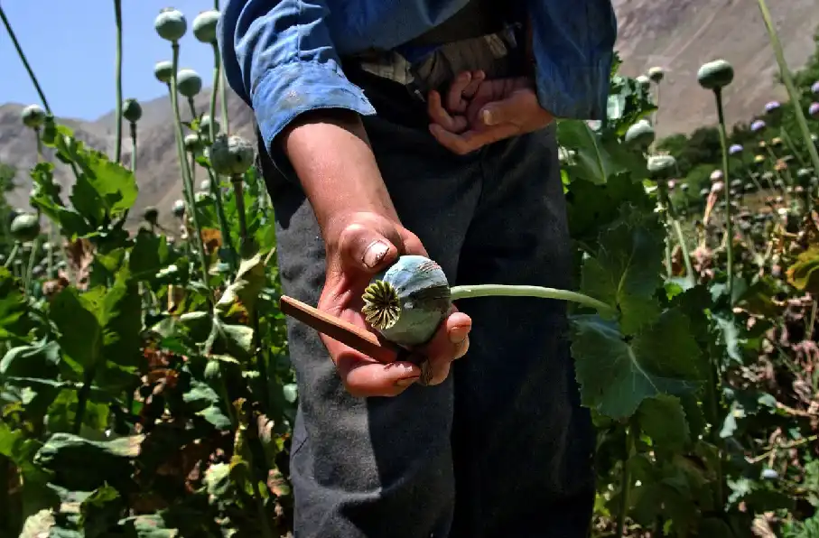 سازمان ملل : میانمار جایگاه افغانستان را در تولید خشخاش گرفت