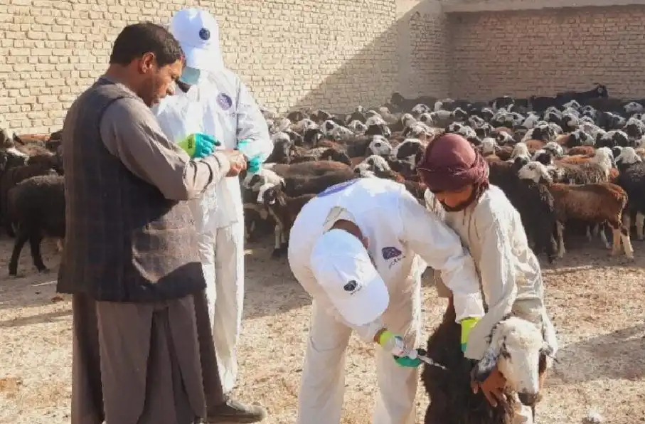 سازمان ملل از واکسیناسیون گسترده ۶.۸ میلیون مواشی در افغانستان خبر داد
