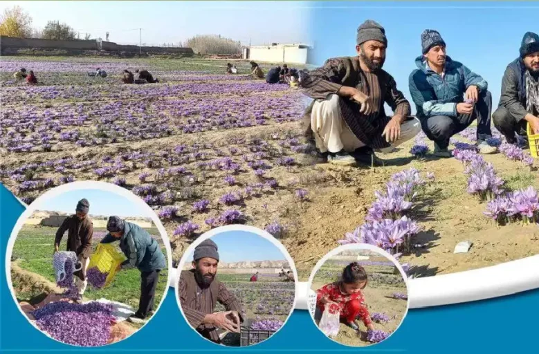 حمایت برنامه جهانی غذا از کشاورزان افغانستان برای توسعه کشت زعفران