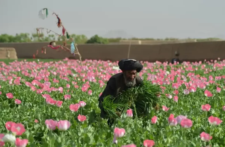 طالبان : آمار کشت کوکنار در افغانستان به صفر رسیده است