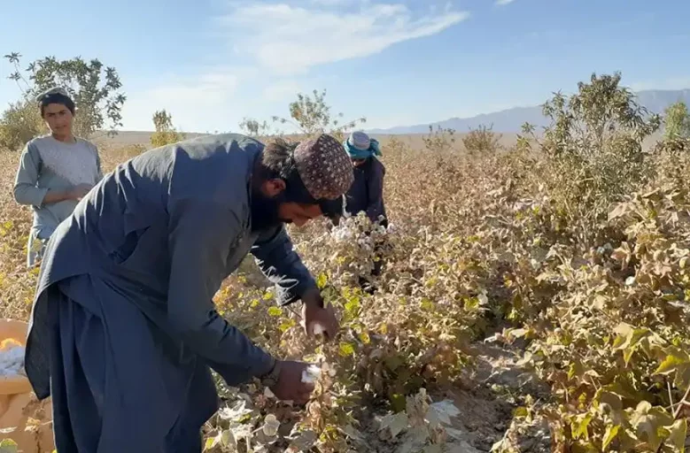 افزایش تولید پنبه در افغانستان