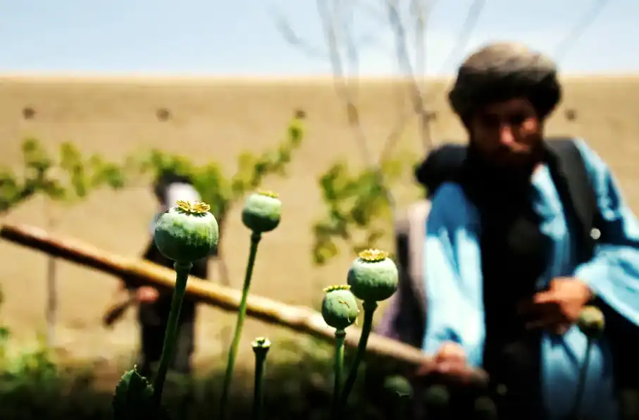 طالبان: مواد مخدر صنعتی از کشورهای دیگر وارد افغانستان میشود