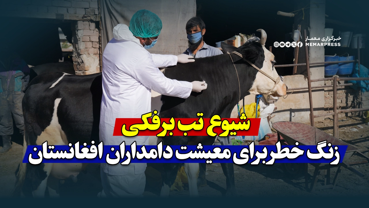 شیوع تب برفکی، زنگ خطر برای معیشت دامداران افغانستان