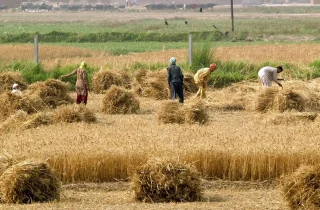 زراعت در افغانستان