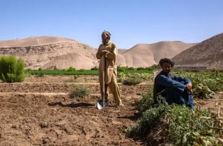 والی خراسان جنوبی ایران: برنامه کشت فراسرزمینی در افغانستان اجرایی می‌شود