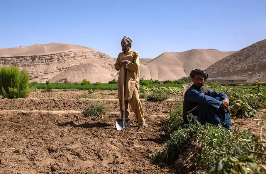 والی خراسان جنوبی ایران: برنامه کشت فراسرزمینی در افغانستان اجرایی می‌شود