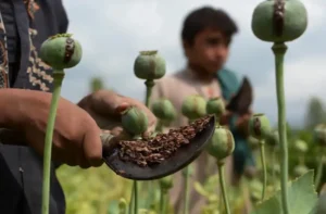 کاهش ۹۵ درصدی کشت کوکنار در افغانستان