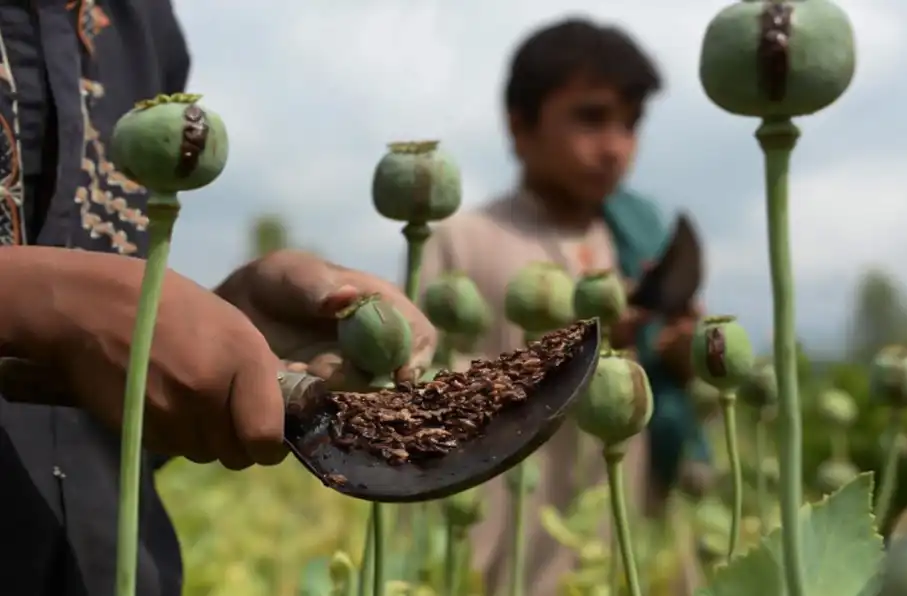 کاهش ۹۵ درصدی کشت کوکنار در افغانستان