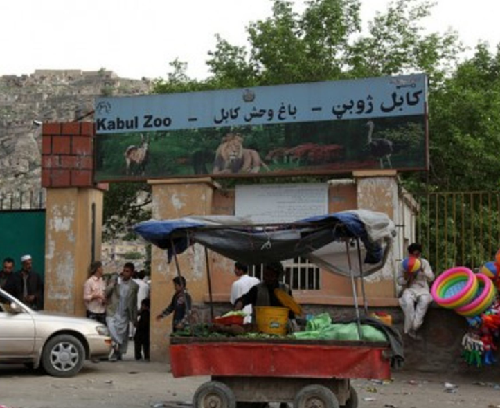 طرح توسعه باغ‌ وحش کابل با دستور رهبر طالبان بررسی شد